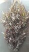 Gigartina chamissoi Seaweeds from peru-Wholesale Supply