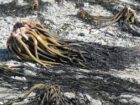 Lessonia Nigrescens Seaweed Brown From peru-Wholesale Supply