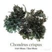Irish Moss Chondrus Crispus From Peru-Wholesale Supply