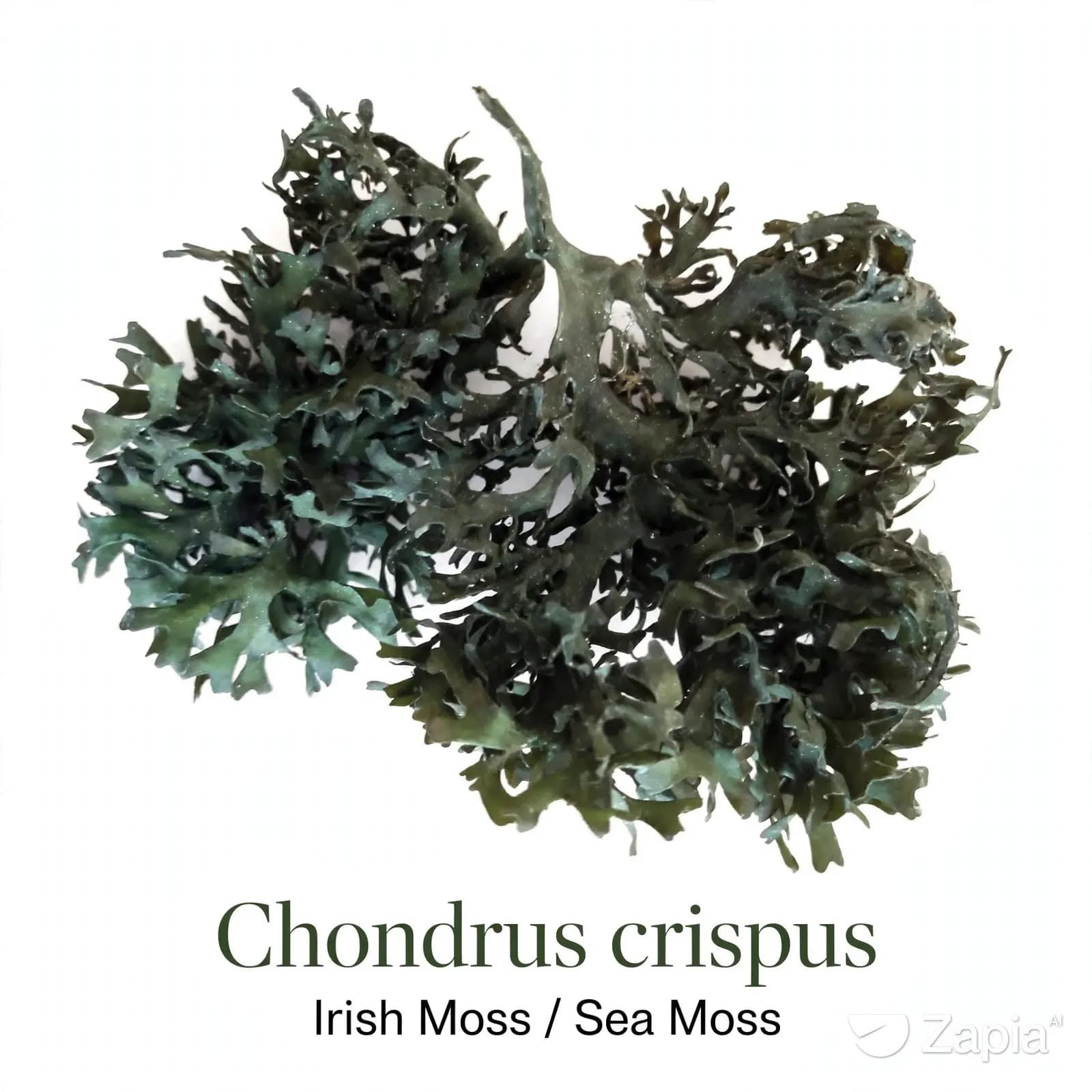 Algae peru-seaweeds-Wholesale Supply