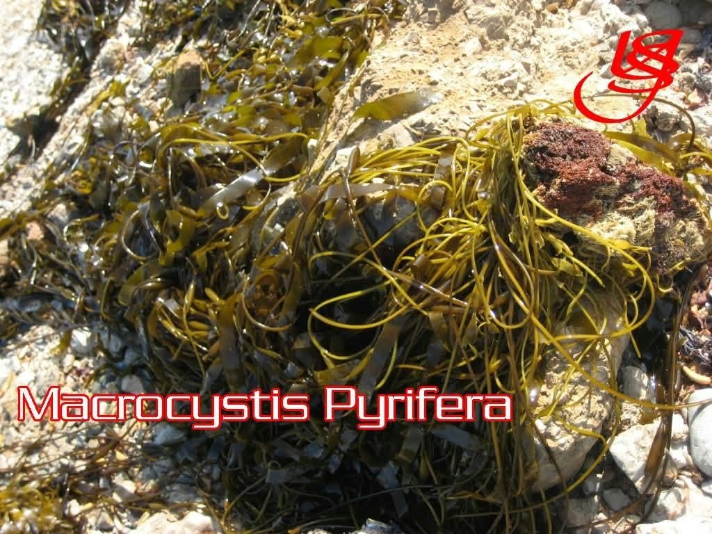Macrocystis pyrifera seaweed Brown from peru-Wholesale supply
