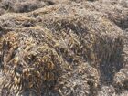 Macrocystis Integrifolia seaweed Brown from peru-Wholesale supply
