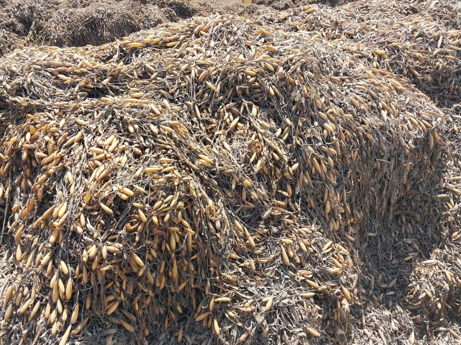 Macrocystis Integrifolia seaweed Brown from peru-Wholesale supply