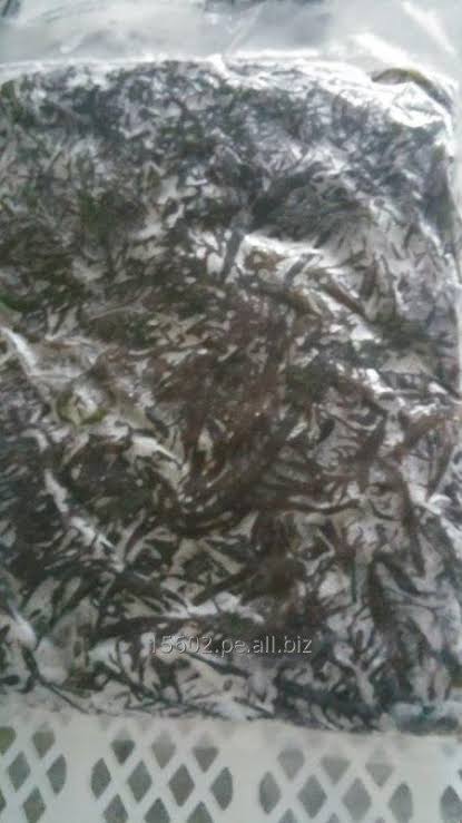 algae yuyo frozen seaweed yuyo from peru