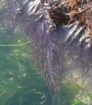 algae yuyo frozen seaweed yuyo from peru