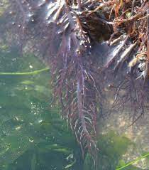 algae yuyo frozen seaweed yuyo from peru