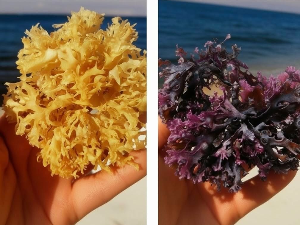 Peruvian algas marinas-Peru seaweed-Wholesale Supply