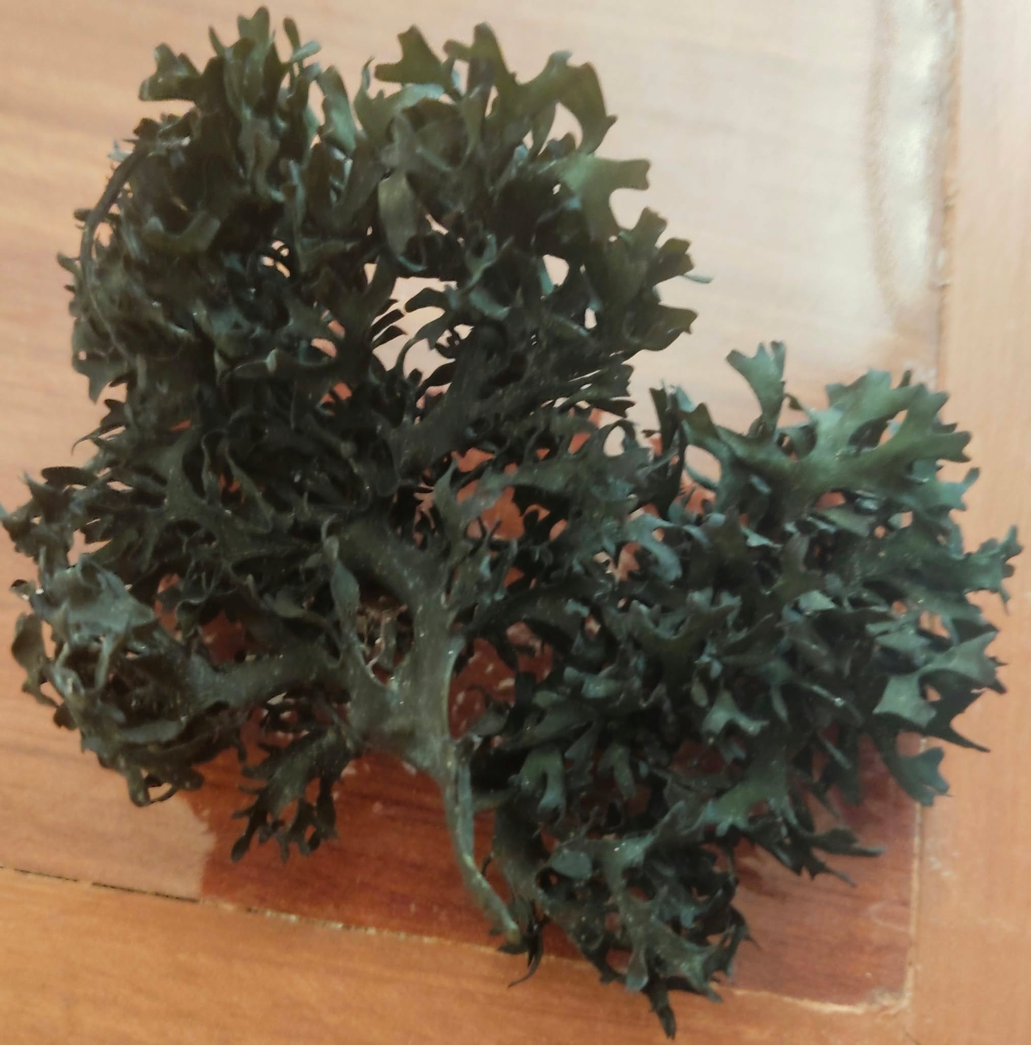 Peruvian algas marinas-Peru seaweed-Wholesale Supply