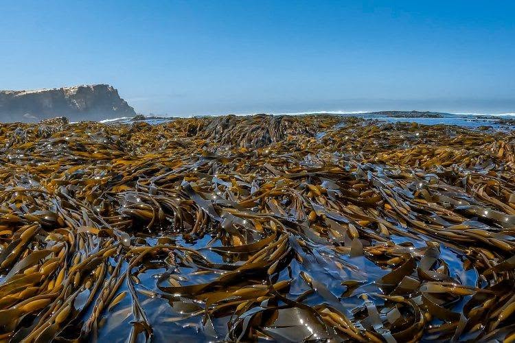 Peruvian seaweeds peru algae-Wholesale Supply