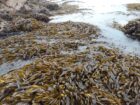 Peruvian algas marinas-Peru seaweed-Wholesale Supply
