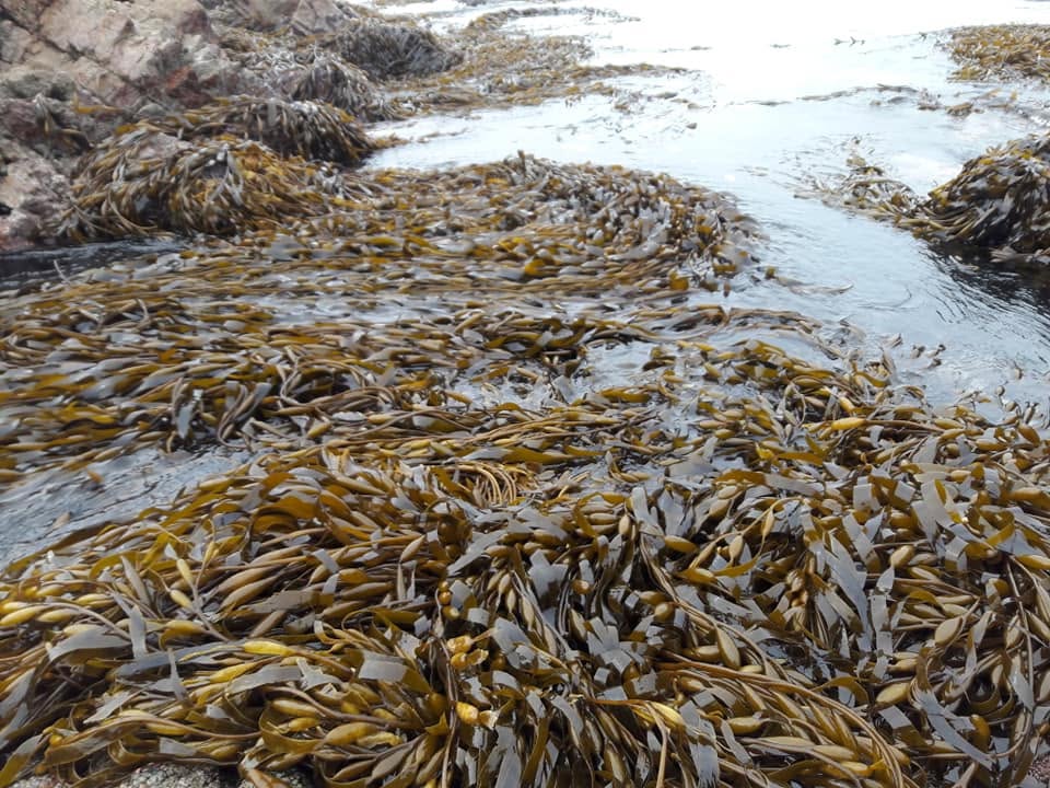 Peruvian algas marinas-Peru seaweed-Wholesale Supply