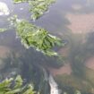 Peruvian seaweed Wild From Peru-Wholesale Supply